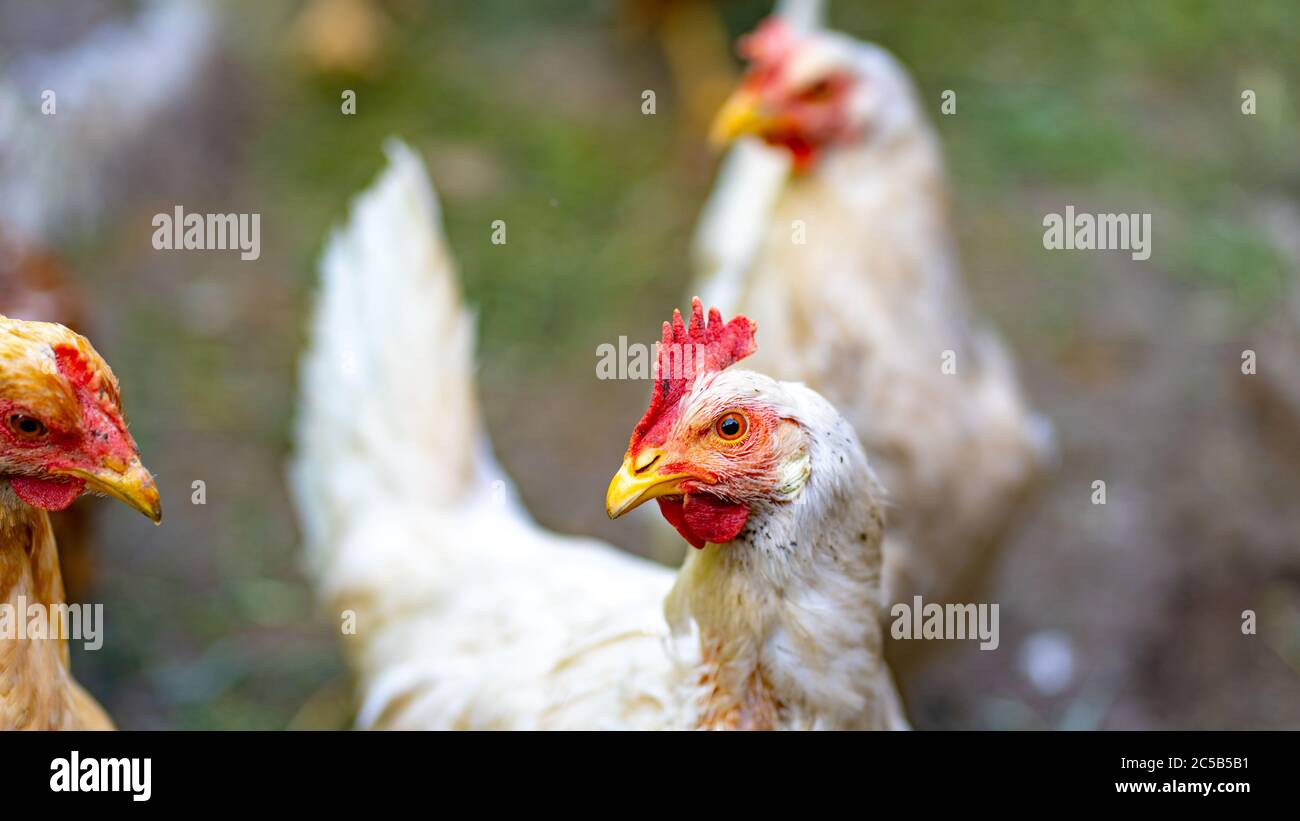 Gros plan du poulet en plein air dans les enclos. Banque D'Images