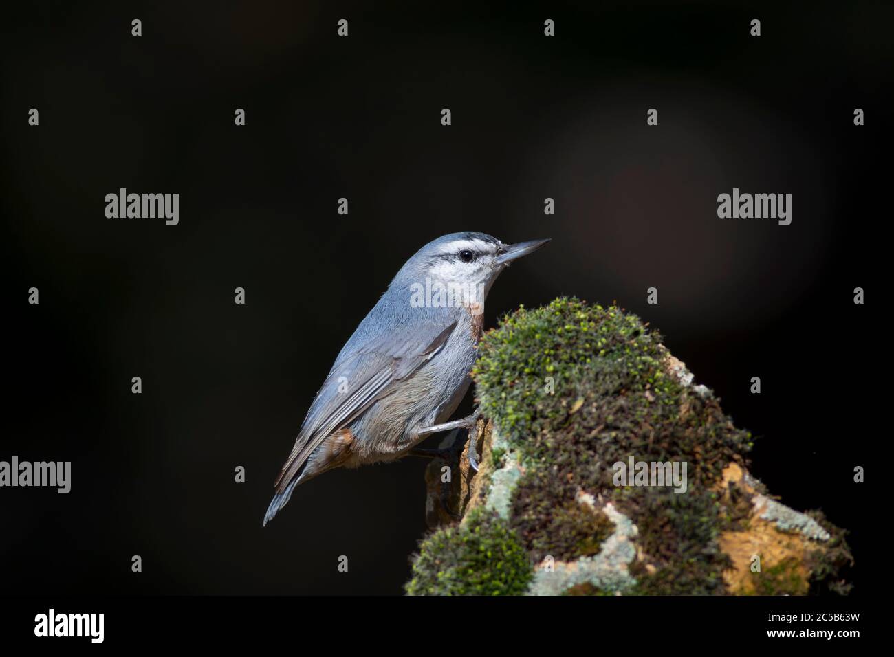 Joli petit oiseau. Arrière-plan nature. Oiseau: Krupers Nuthatch. Sitta krueperi. Banque D'Images