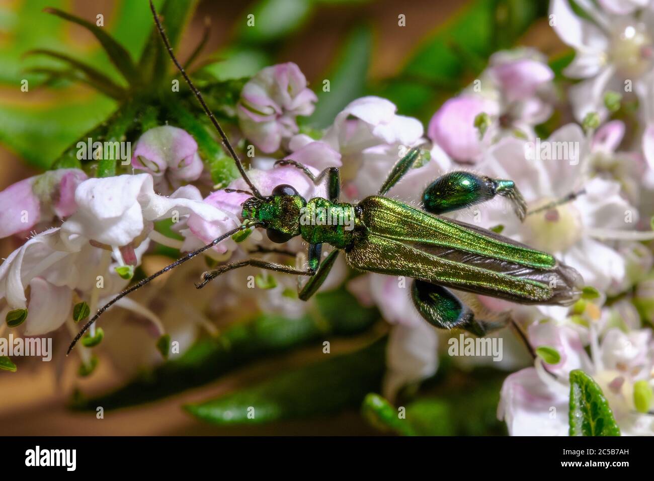 Thick-Legged Flower Beetle Banque D'Images