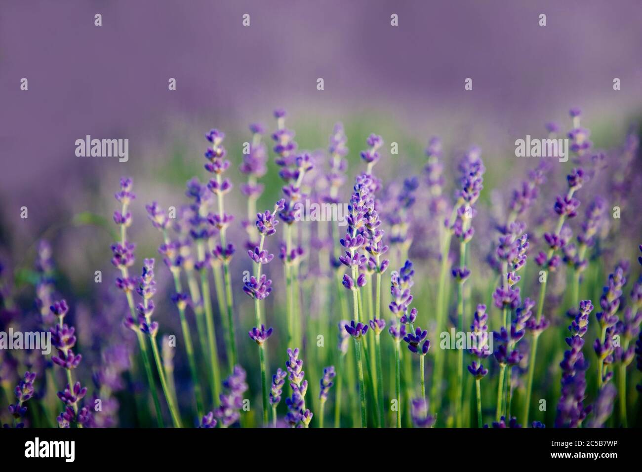 Champ de lavande violet. Fleurs de lavande sur fond de nature floue Banque D'Images Champ de lavande violet. Fleurs de lavande sur fond de nature floue Banque D'Images