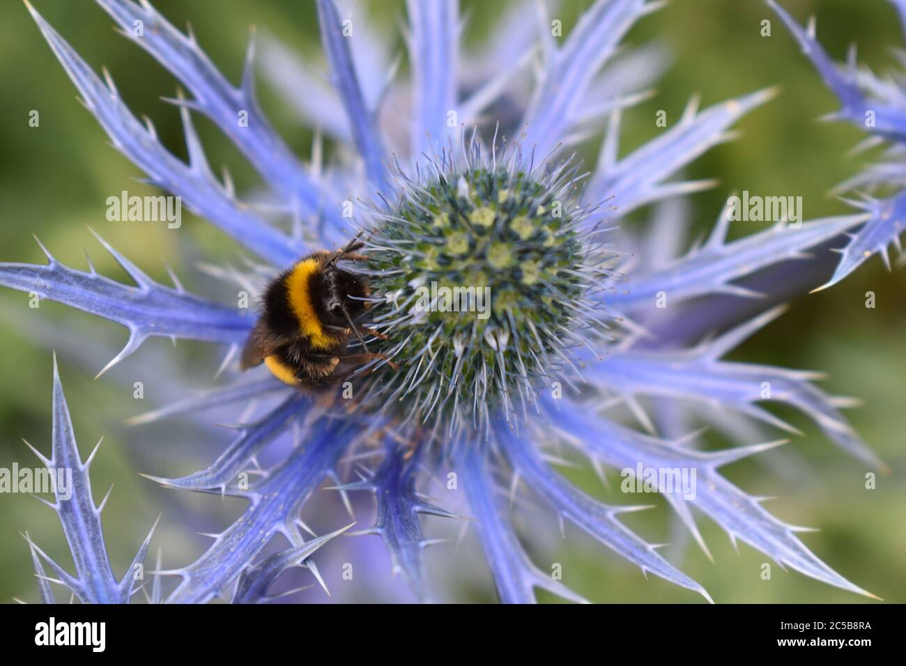 Bumblebee rassemble le nectar des fleurs ouvertes qui lui fournit l'énergie de voler trouver le nid social insecte fait le miel mâcher le pollen le mélangeant avec sa salive Banque D'Images
