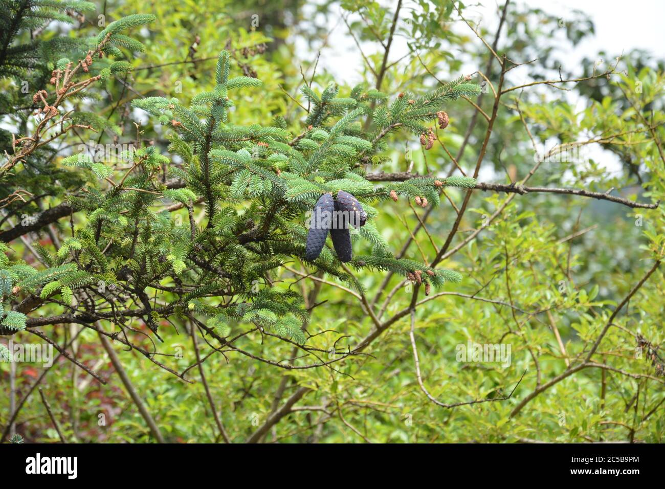 des cônes de pin bleu foncé sont suspendus sur l'arbre dans la forêt Banque D'Images