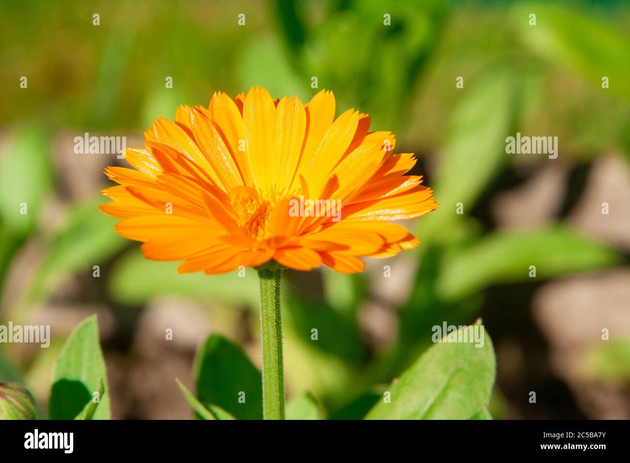 Calendula orange en plein air. Vue latérale. Banque D'Images