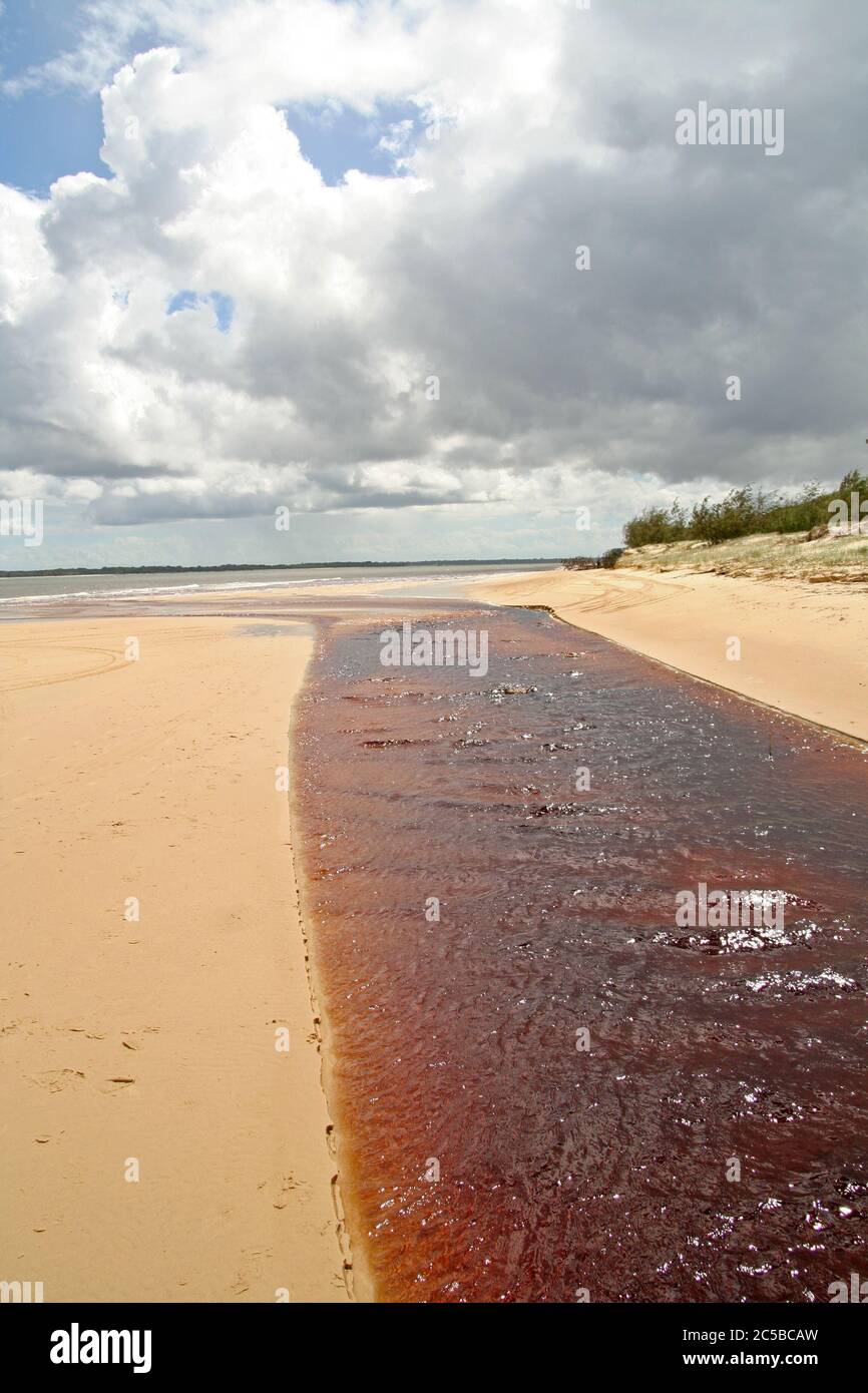 Tea Tree Creek, Fraser Island Banque D'Images