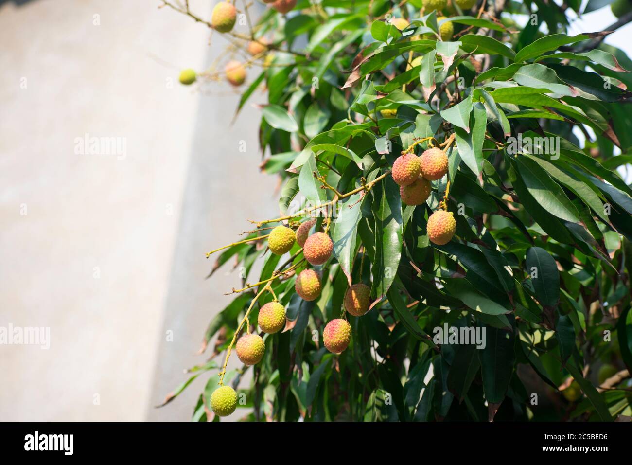 Le lychee est le seul membre du genre Litchi de la famille des mûres, Sapindaceae Banque D'Images