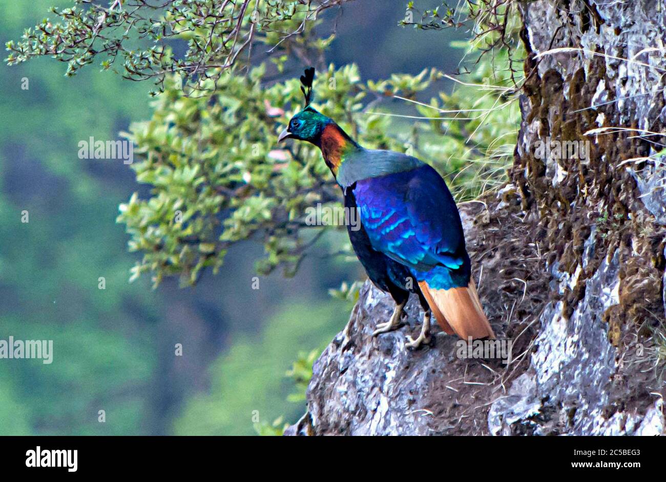 A monal est un oiseau du genre Lophophorus de la famille des faisans, Phasianidae. Il y a trois espèces Banque D'Images