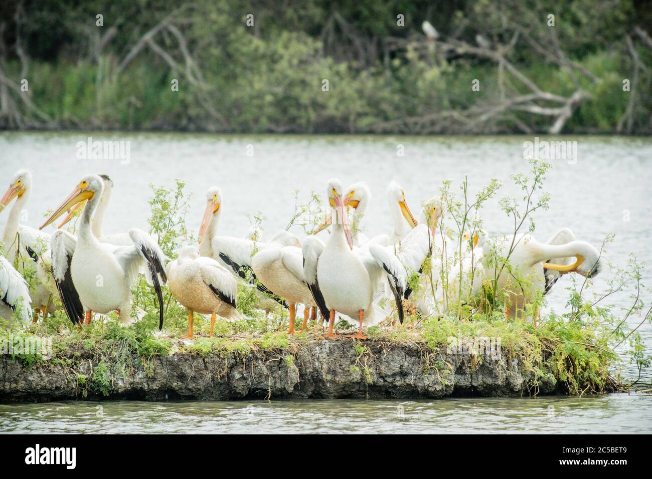 Troupeau de pélicans blancs américains (Pelecanus erythrorhynchos) sur une île minuscule sur un lac au parc régional de Coyote Hills, Californie. Banque D'Images
