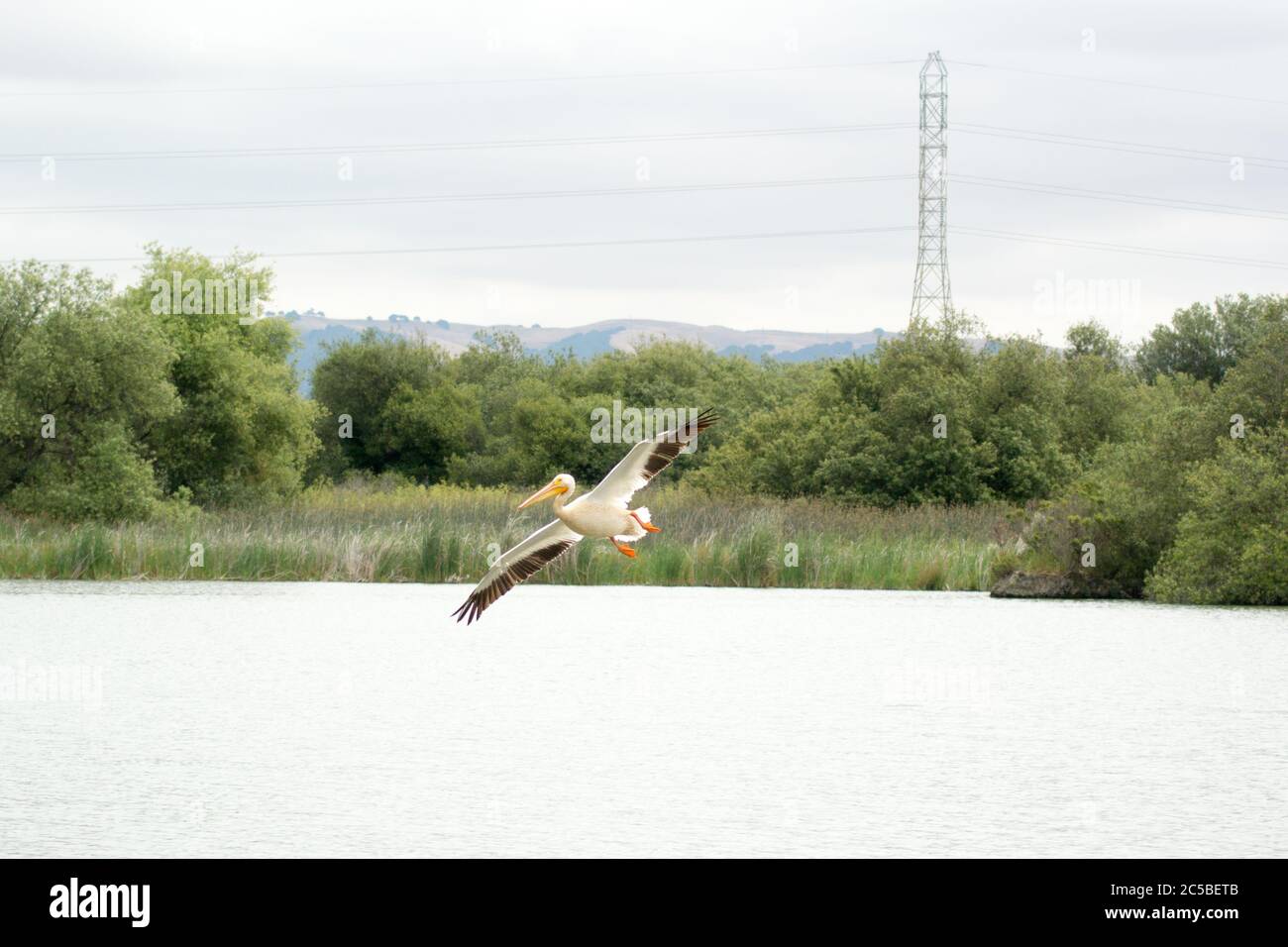 Pellets blanc américain (Pelecanus erythrorhynchos) volant au-dessus d'un lac, vers la caméra avec des ailes écarlées, arrivant à la terre. Banque D'Images
