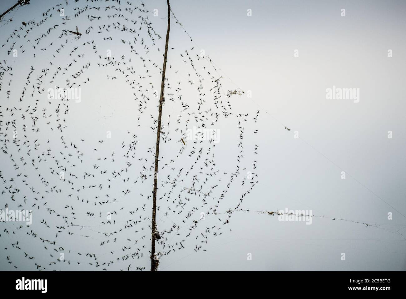 Gros plan de la toile d'araignée en spirale pleine de petites mouches suspendues de l'herbe longue contre le ciel gris. Web invisible rendu visible par les insectes piégés sur elle. Banque D'Images