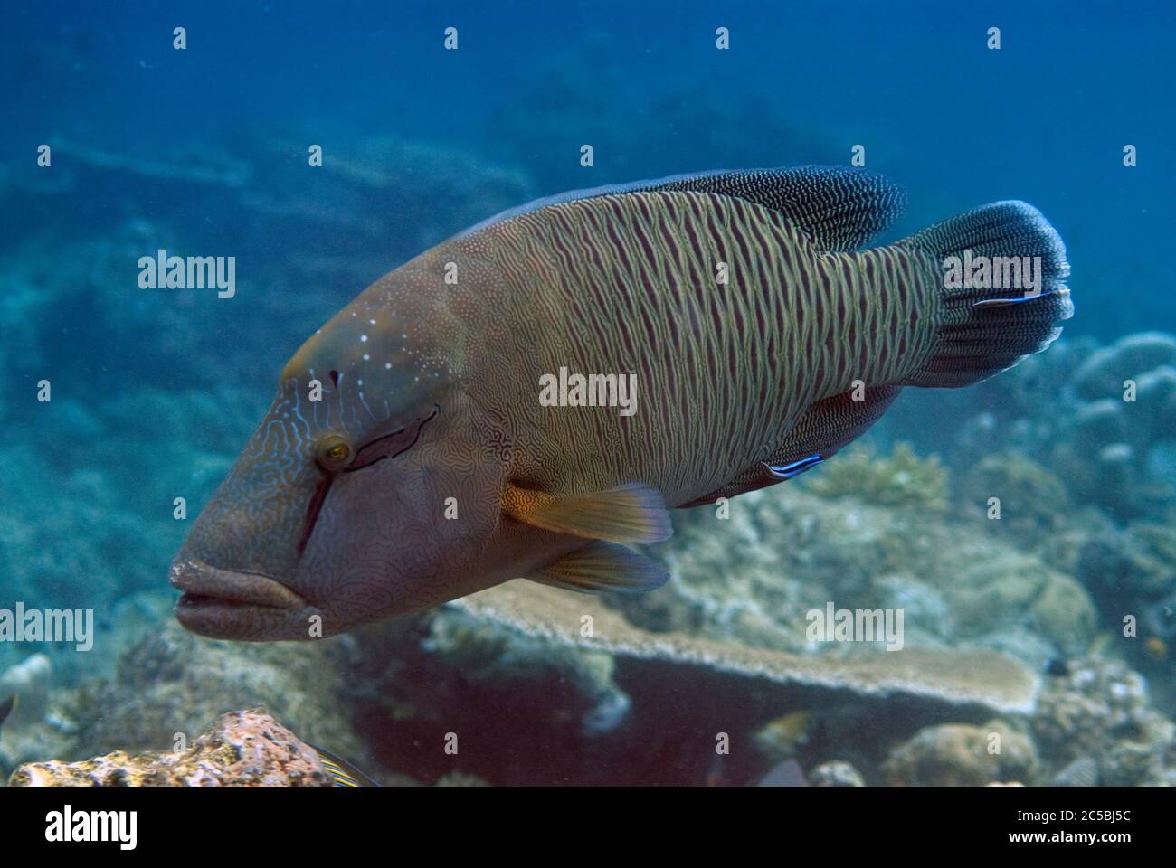La Wrasse à tête plate, Cheilinus undulatus, étant nettoyée par une paire de Bluestreak Cleaner Wrasse, Labroides dimidiatus, site de plongée de West Ridge, île de Sipadan Banque D'Images