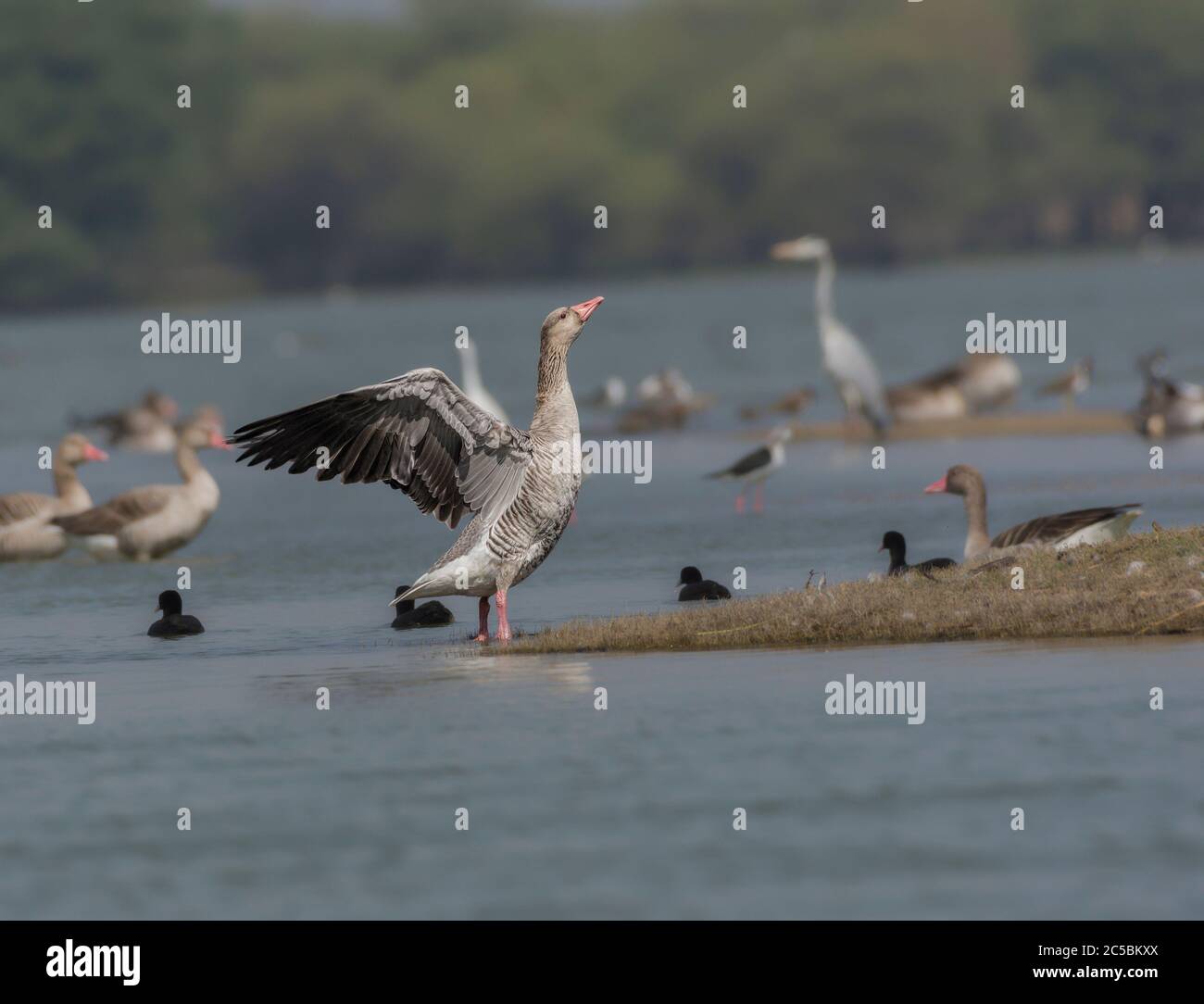 Ailes de flopping de l'OIE des neiges (Anser anser). Banque D'Images