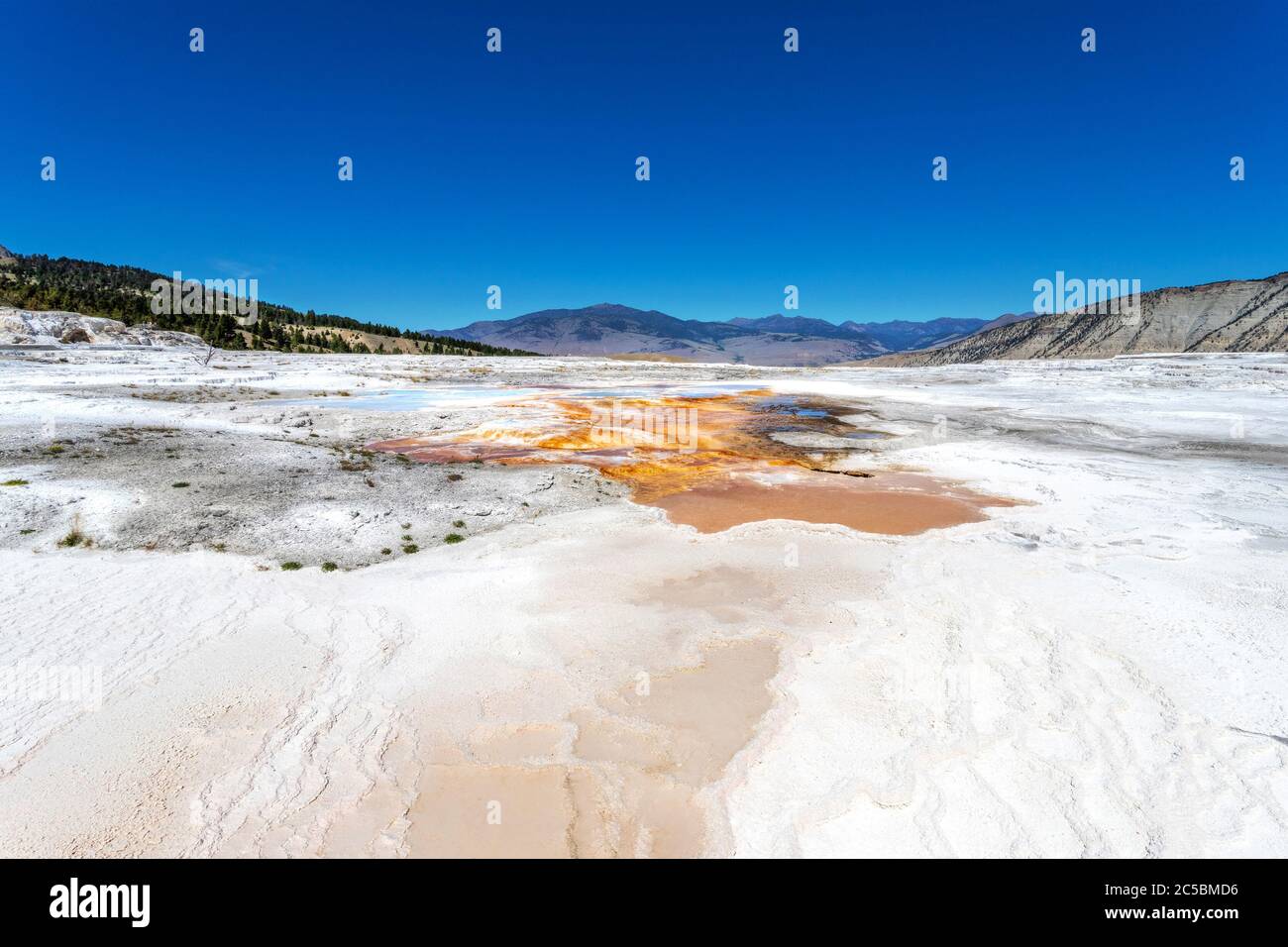 Gros plan sur la zone thermale volcanique de Canary Spring de main Terrace à Mammoth Hot Springs dans le parc national de Yellowstone, États-Unis. Banque D'Images