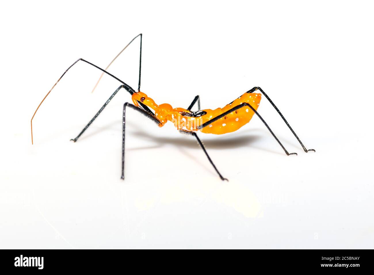 Insecte d'Assassin de l'herbe à lait - Zelus longipes - sur fond blanc, gros plan Banque D'Images