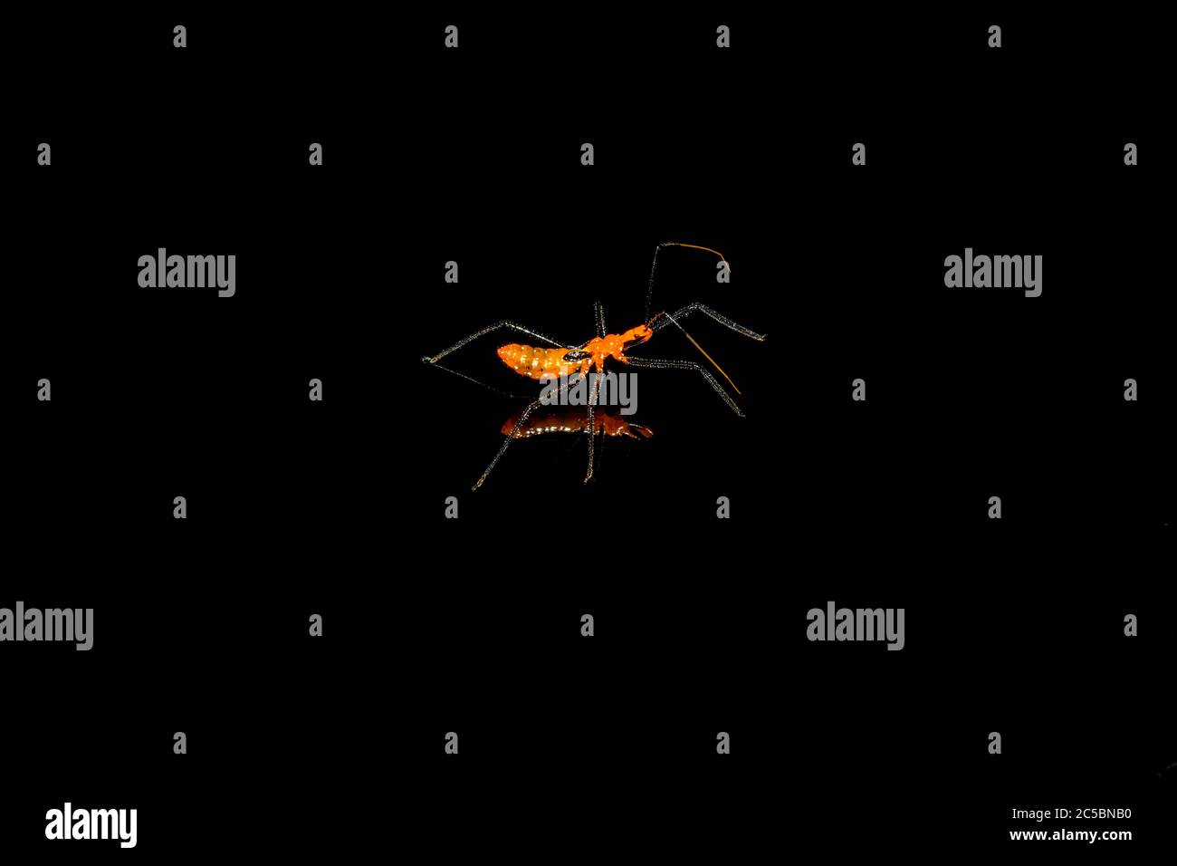 Insecte d'Assassin de l'herbe à lait - Zelus longipes - sur fond noir, gros plan Banque D'Images