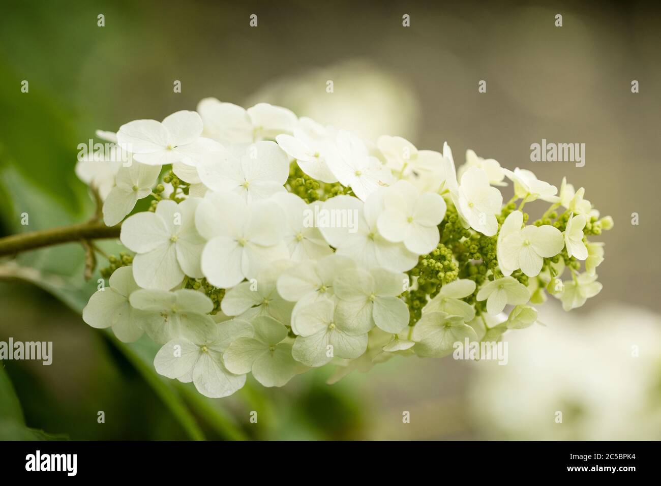 Hydrangea à feuilles de chêne (Hydrangea quercifolia) cv. Reine des neiges de la famille des Saxifragaceae, en pleine floraison en été. Banque D'Images