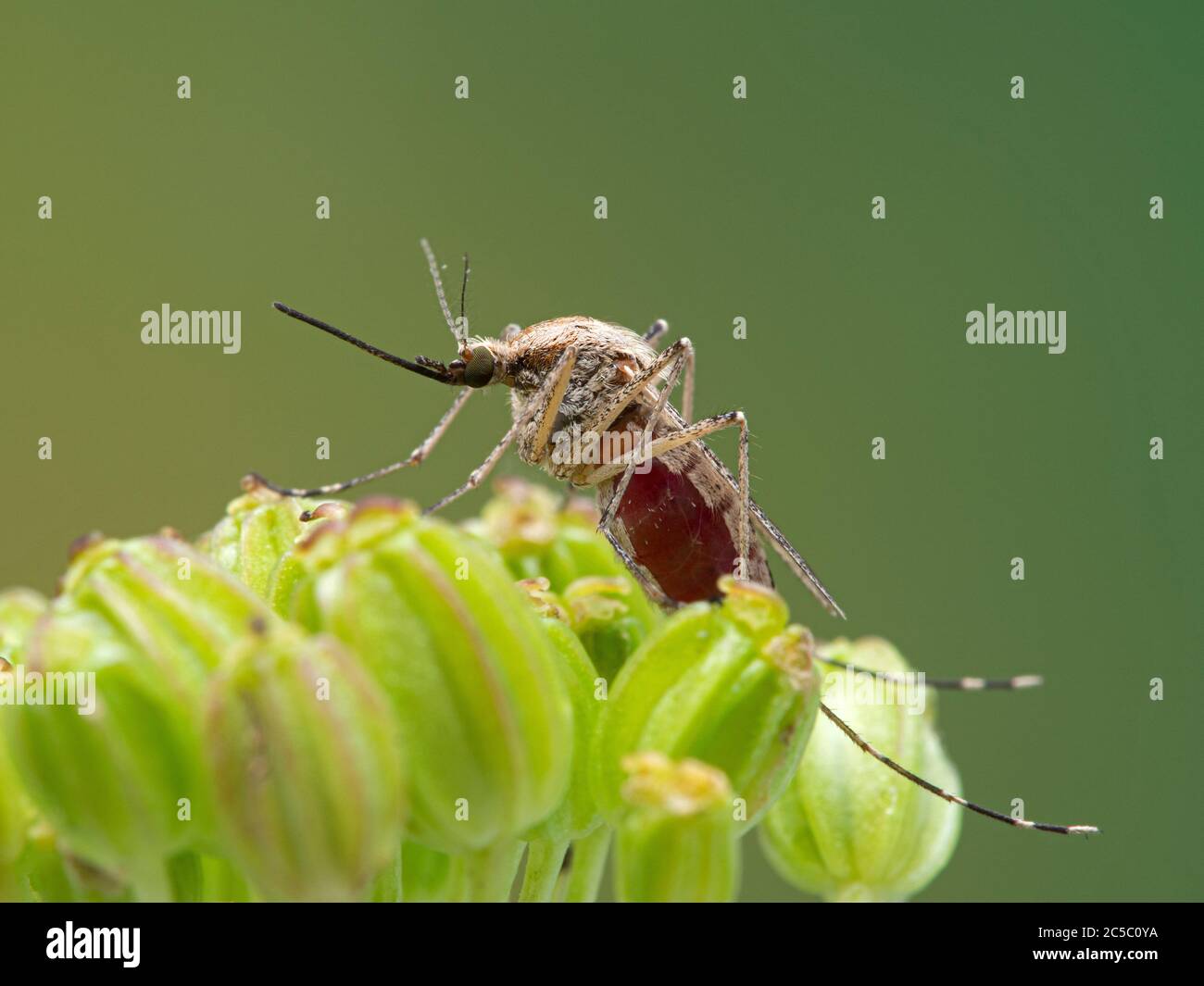 Moustique côtier, Aedes dorsalis, reposant sur une plante avec son abdomen plein de sang après