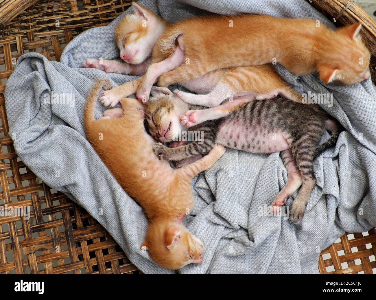 Scene Amusante De Haute Vue Avec Quatre Nouveau Nes Chaton Dormir Ensemble Mignon Humour Et Joli Animal De Bebe Avec Style De Coucher De Sommeil Dans Le Panier Photo Stock Alamy Scene Amusante De Haute Vue Avec Quatre Nouveau Nes Chaton Dormir Ensemble Mignon Humour Et Joli Animal De Bebe Avec Style De Coucher De Sommeil Dans Le Panier Photo Stock Alamy
