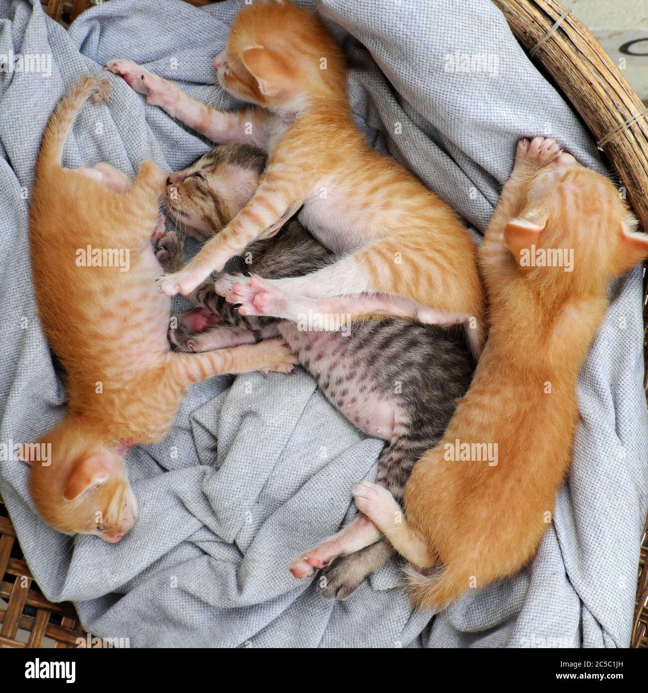 Scene Amusante De Haute Vue Avec Quatre Nouveau Nes Chaton Dormir Ensemble Mignon Humour Et Joli Animal De Bebe Avec Style De Coucher De Sommeil Dans Le Panier Photo Stock Alamy