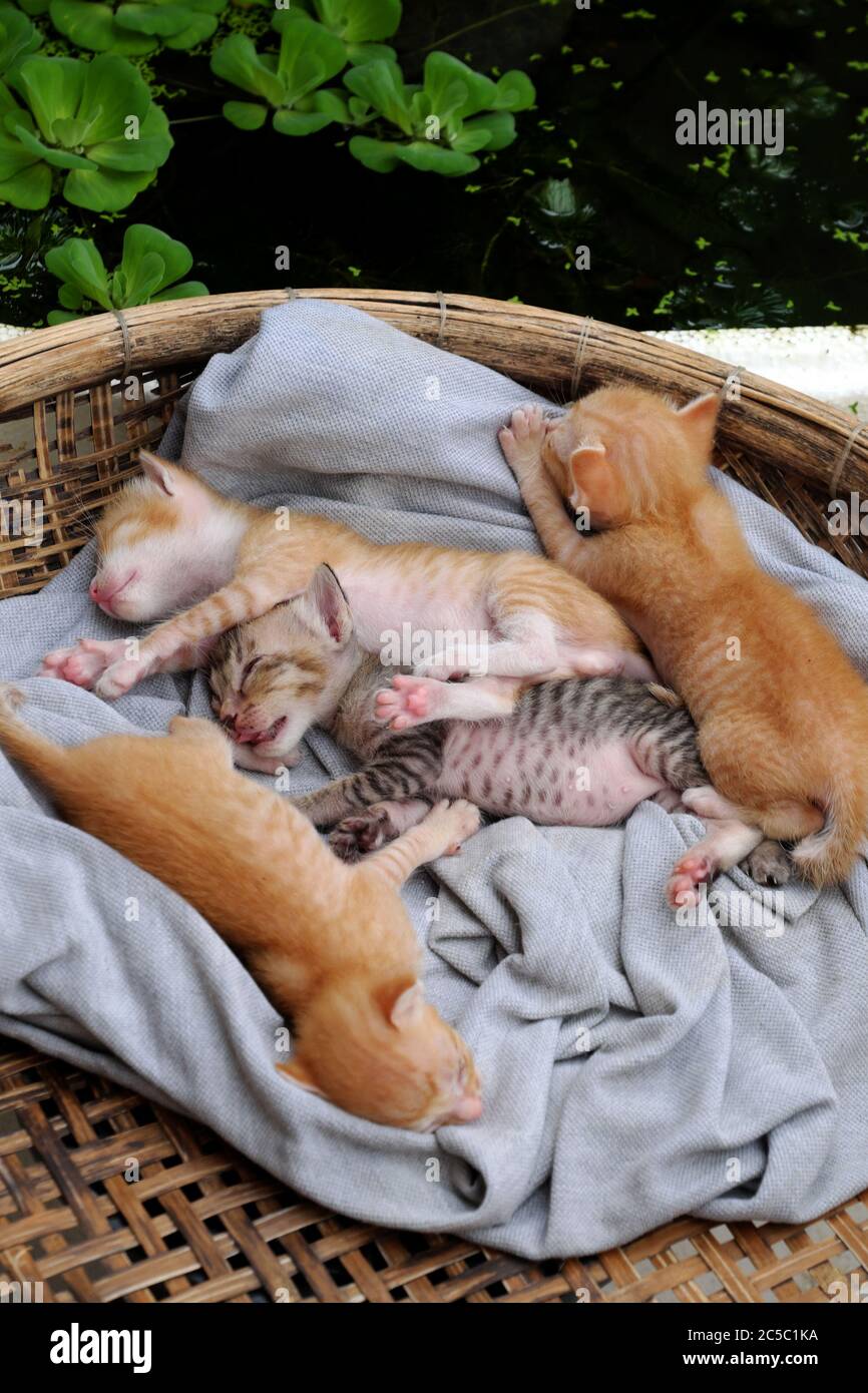 Scene Amusante De Haute Vue Avec Quatre Nouveau Nes Chaton Dormir Ensemble Mignon Humour Et Joli Animal De Bebe Avec Style De Coucher De Sommeil Dans Le Panier Photo Stock Alamy Scene Amusante De Haute Vue Avec Quatre Nouveau Nes Chaton Dormir Ensemble Mignon Humour Et Joli Animal De Bebe Avec Style De Coucher De Sommeil Dans Le Panier Photo Stock Alamy