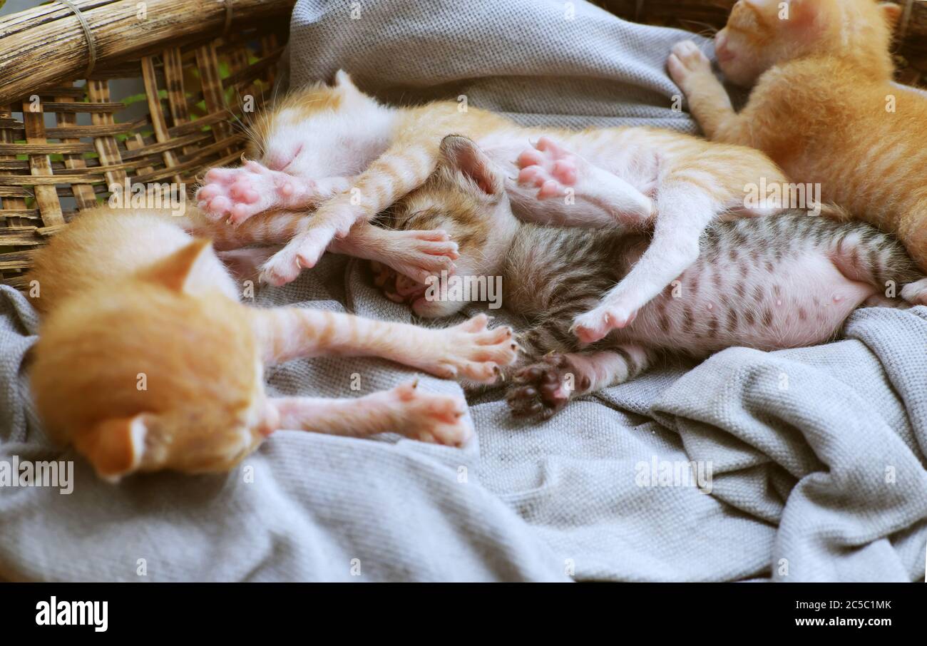 Scene Amusante De Haute Vue Avec Quatre Nouveau Nes Chaton Dormir Ensemble Mignon Humour Et Joli Animal De Bebe Avec Style De Coucher De Sommeil Dans Le Panier Photo Stock Alamy Scene Amusante De Haute Vue Avec Quatre Nouveau Nes Chaton Dormir Ensemble Mignon Humour Et Joli Animal De Bebe Avec Style De Coucher De Sommeil Dans Le Panier Photo Stock Alamy