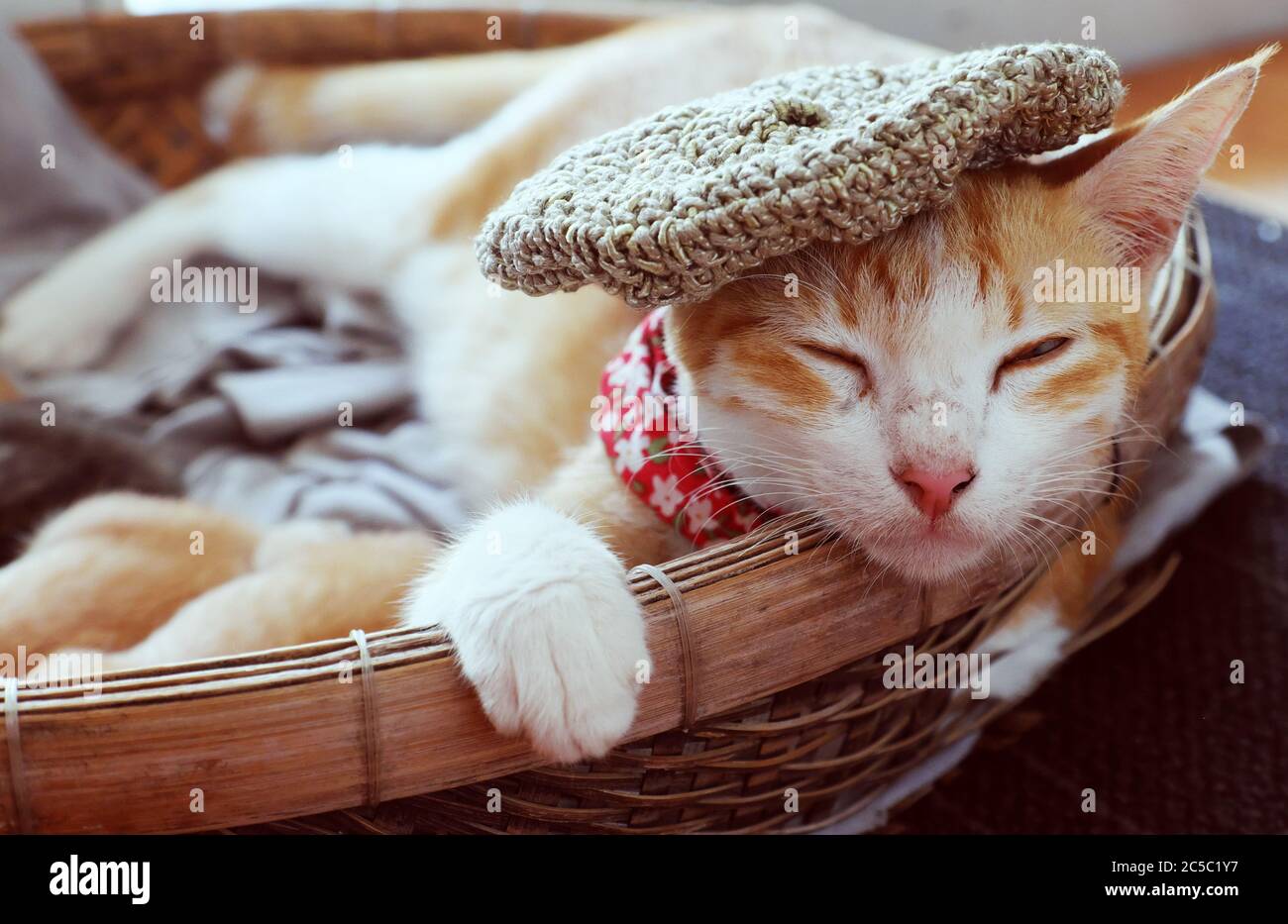 Gros plan portrait de la mère chat visage porter chapeau en laine, yeux proches, couché dans un panier avec chaton nouveau-né, joli animal en fourrure orange, les membres antérieurs tiennent le bord Banque D'Images