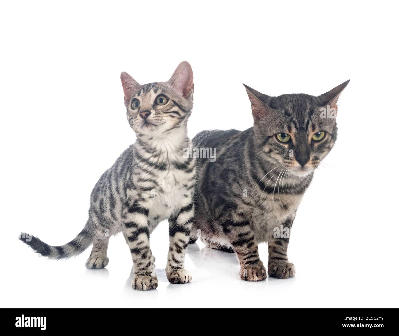 Bengal Cats in front of white background Banque D'Images