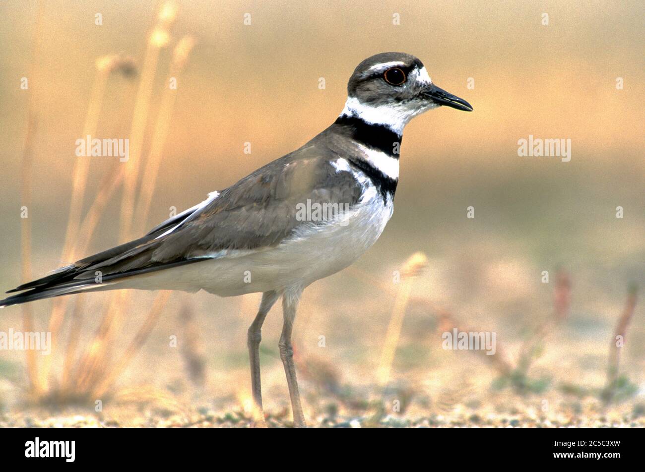 Cerf de virginie adulte (Charadrius vocifère) dans le sud-ouest de l'Idaho Banque D'Images