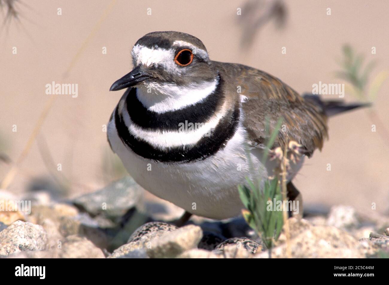 Killdeer (Charadrius chorifère) debout sur nid dans SW Idaho USA Banque D'Images