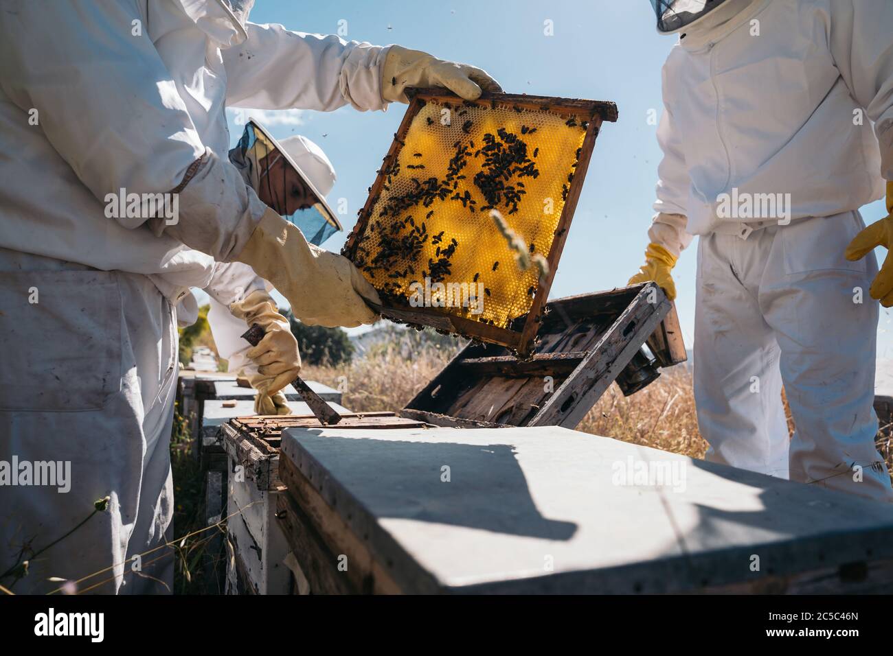 Apiculteurs travaillant à la collecte du miel. Concept d'apiculture biologique. Banque D'Images