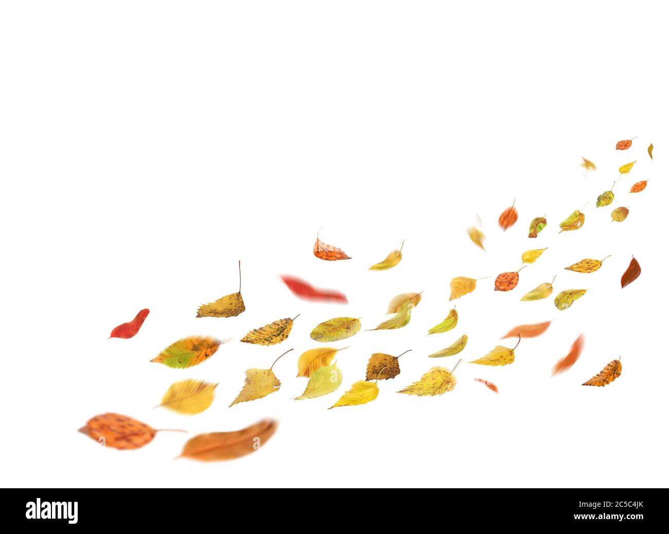 Feuilles d'automne tombant et tournoyant. Feuilles automne tombant isolées sur fond blanc. Chute des feuilles d'automne Banque D'Images