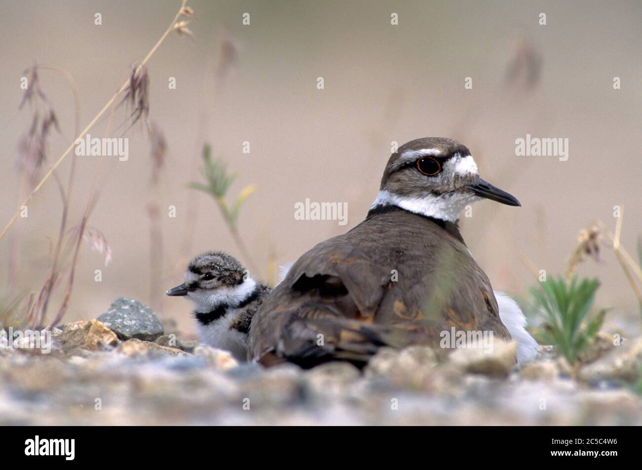 Le cerf de virginie adulte (Charadrius chorifère) avec une poussin nouvellement éclos nichent dans un parking en gravier. Banque D'Images