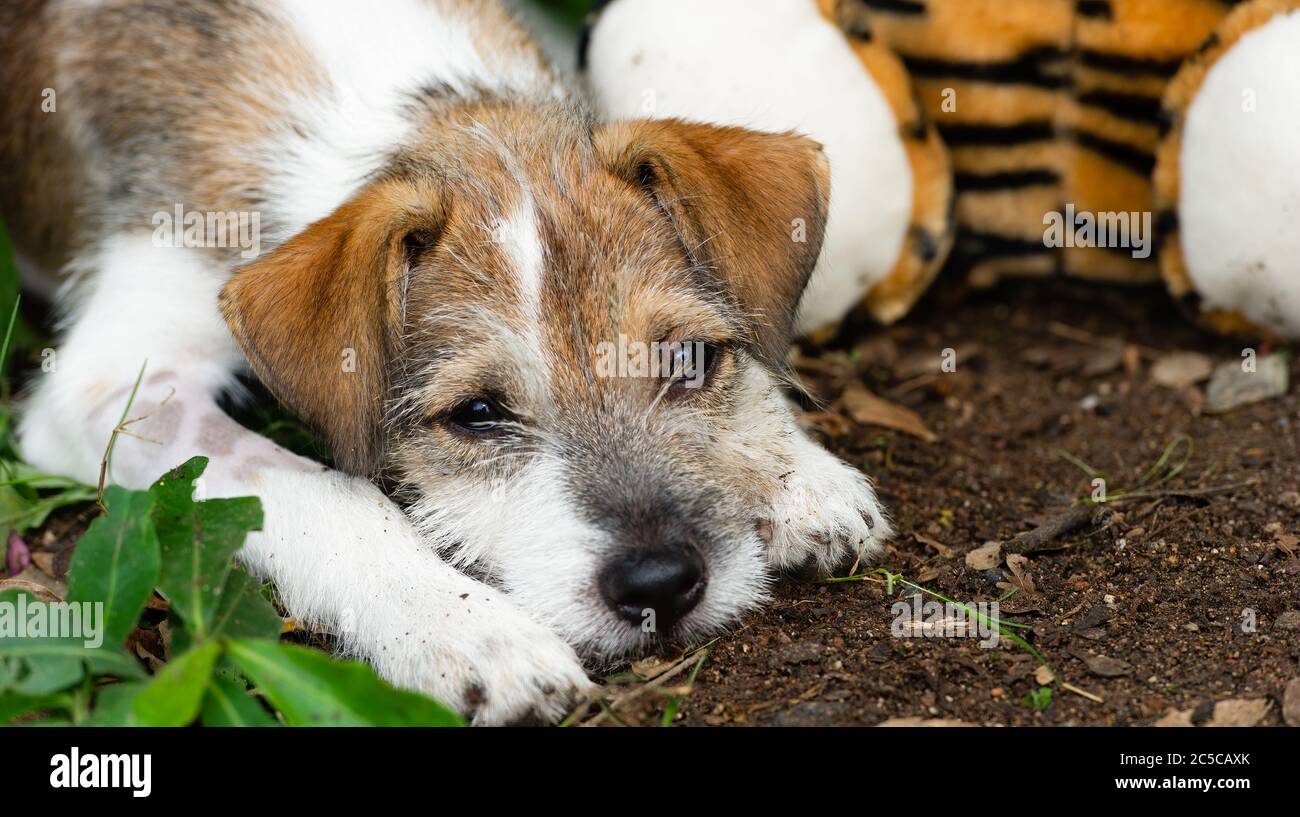 Un chien de chiot triste a sa tête sur le sol pouting Banque D'Images