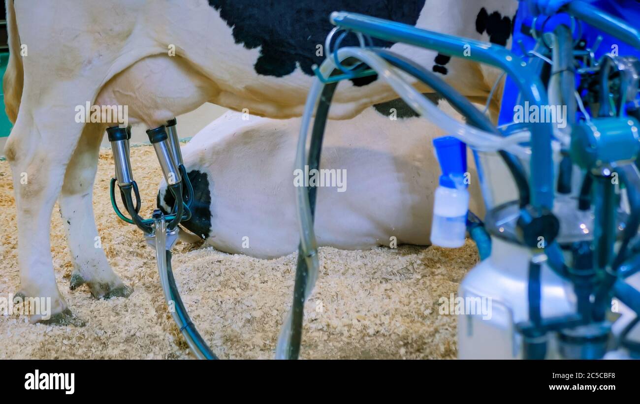 Installation automatique de traite de vaches à la ferme laitière de bétail, exposition, salon. Agriculture, équipement de technologie automatisé, industrie agricole et animaux Banque D'Images