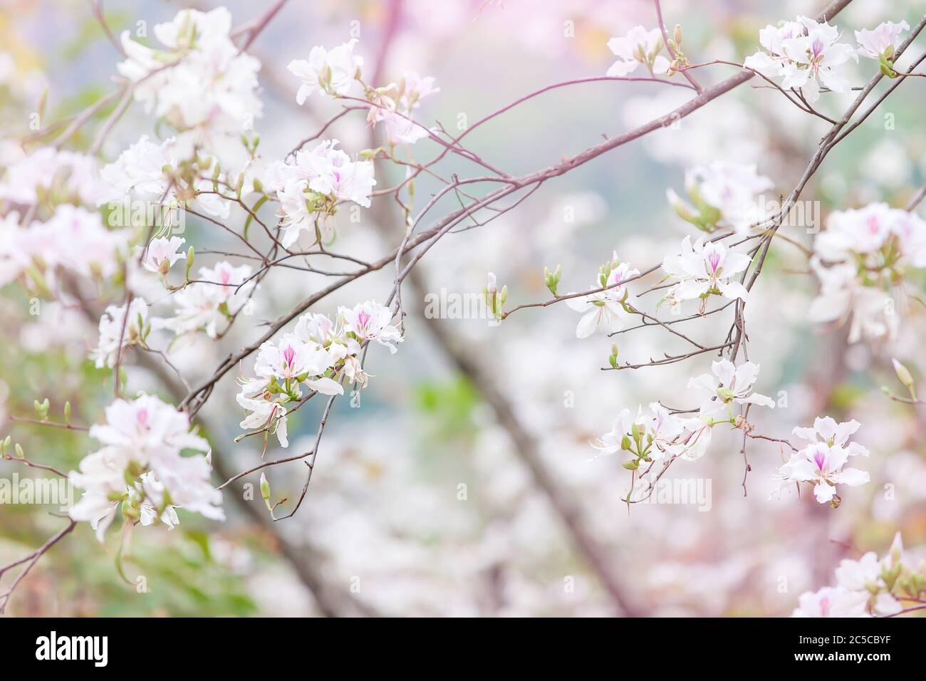 Bauhinia variegata blanc en fleurs ou orchidée en été, pétales blancs aux taches pourpres et roses, orchidées fleurs floues en arrière-plan. Banque D'Images