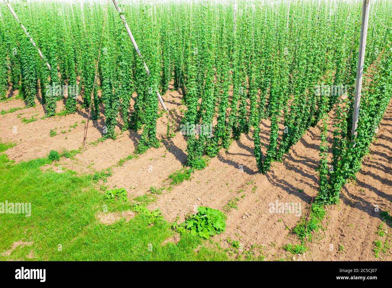 Houblon sur le terrain pour la préparation du café, vue aérienne Banque D'Images