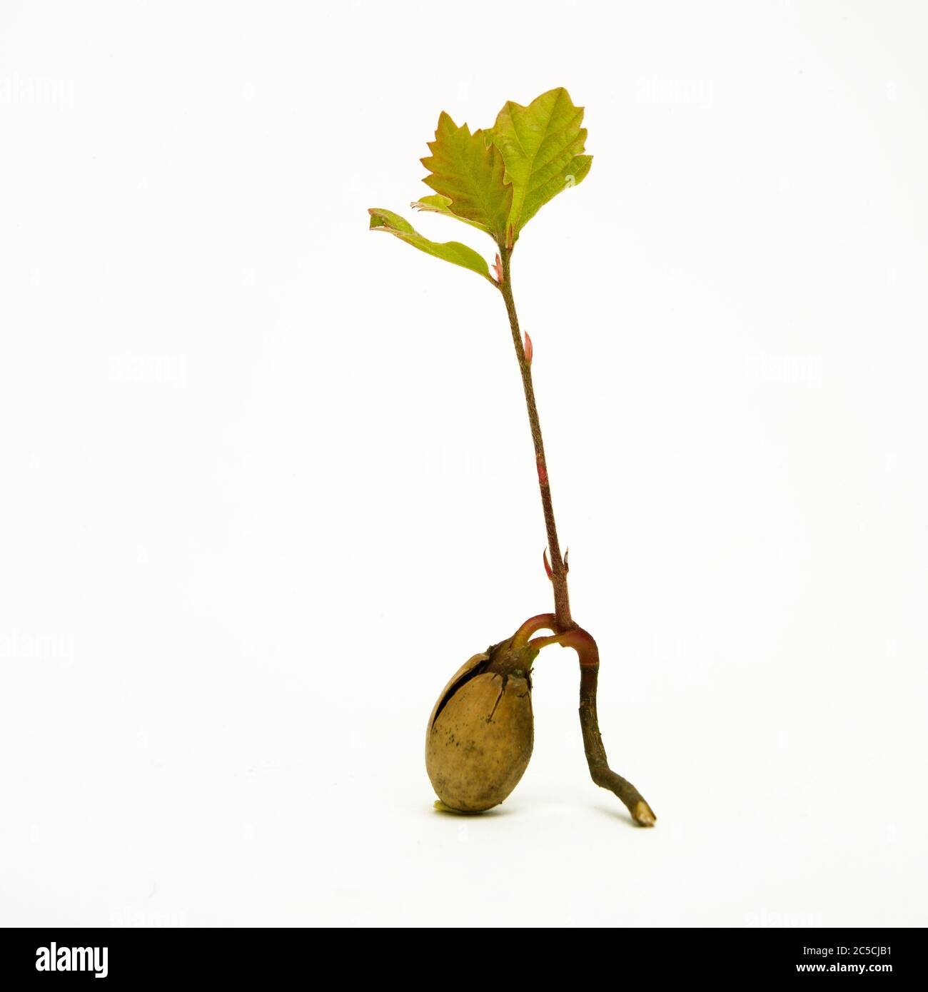 Chêne commun (Quercus robur) glands sur fond blanc Banque D'Images