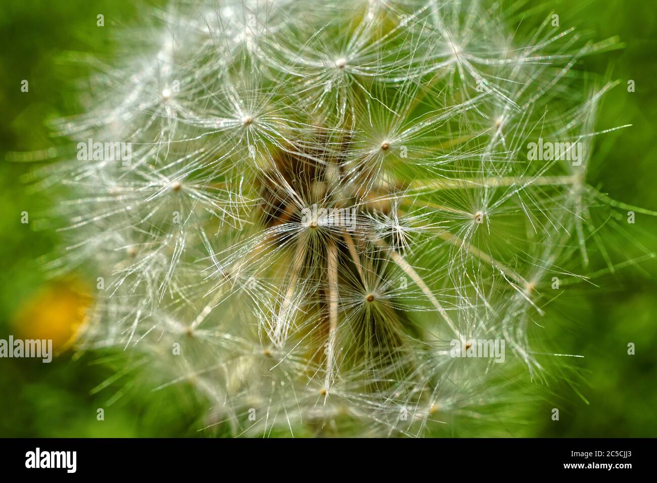 De belles graines de pissenlits se rapprochent sur fond vert Banque D'Images