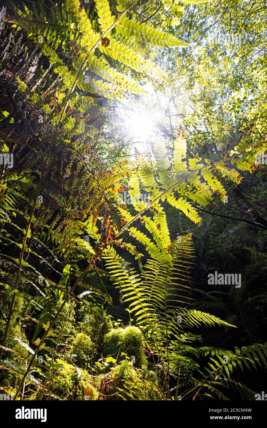 végétation de la jungle prise du fond avec la lumière du soleil sur le dessus Banque D'Images