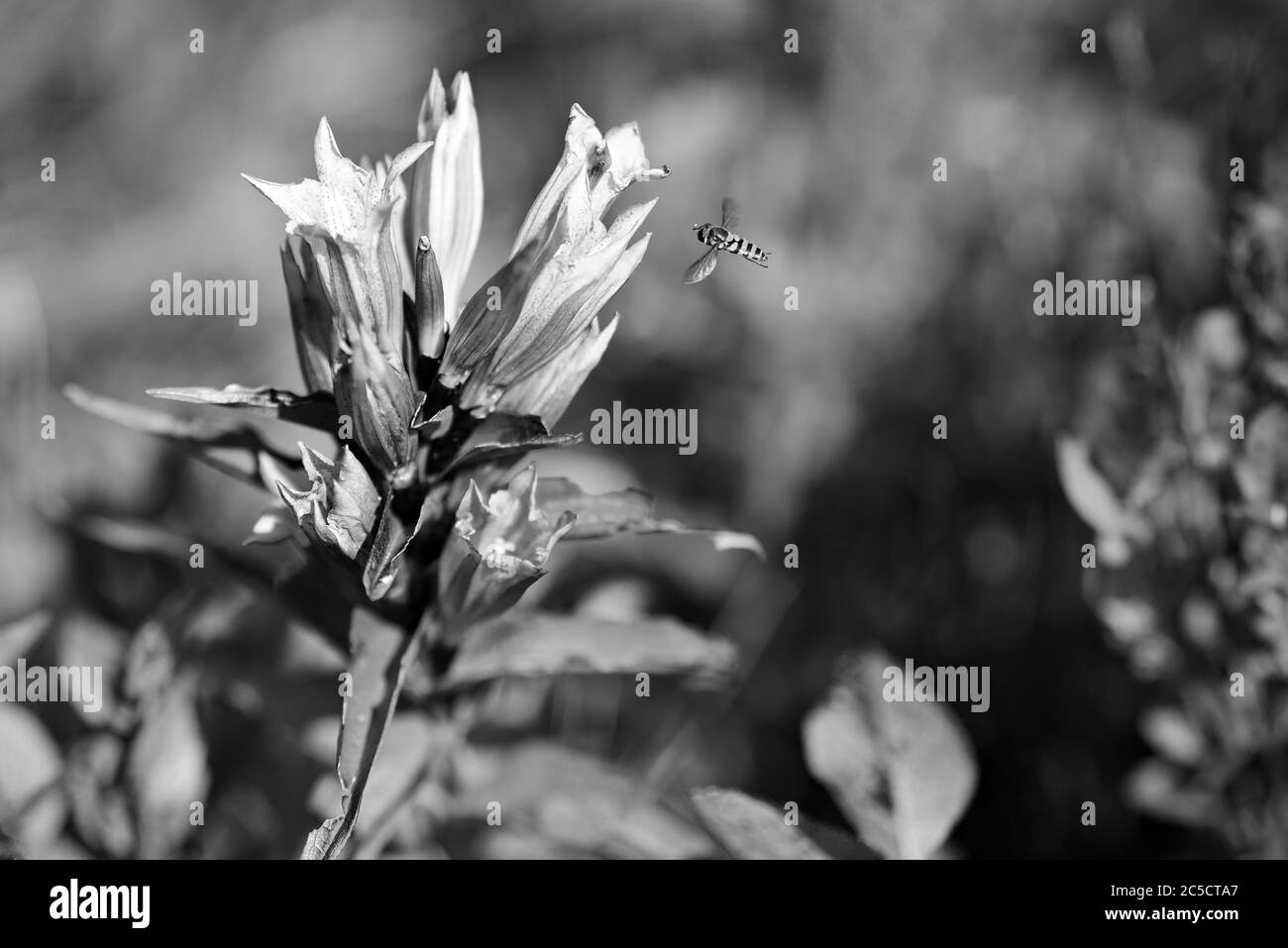 Insecte semblable à une abeille planant sur ou atterrissant à une fleur pourpre devant un fond vert flou occupé avec quelques feuilles et d'autres feuilles. Banque D'Images