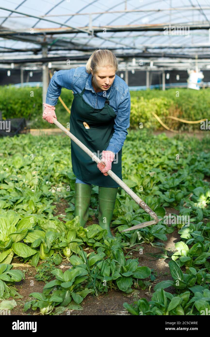 Femme expérimentée agriculteur jardinage en serre ensoleillée Banque D'Images