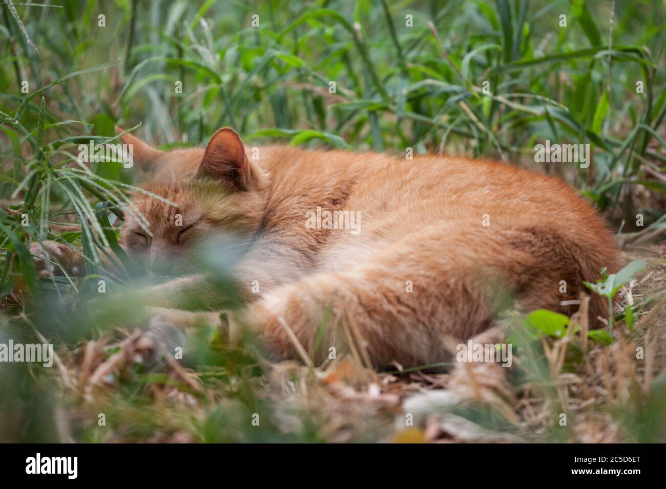 Chat errant au gingembre orange, abandonné, dormant et reposant, ayant une sieste dans un jardin plein d'herbe verte haute. Photo d'un chat au gingembre, de Stray et d'aband Banque D'Images