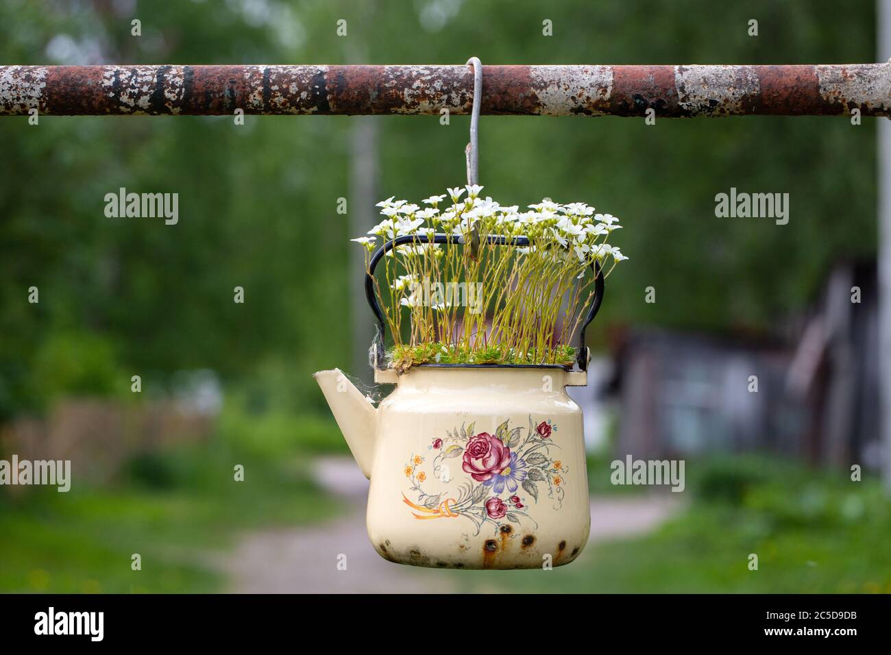 Plante florale saxifrage avec petites fleurs blanches dans un vieux tipo beige émaillé d'époque. Mise au point douce sélective. Réutilisation des choses inutiles Banque D'Images