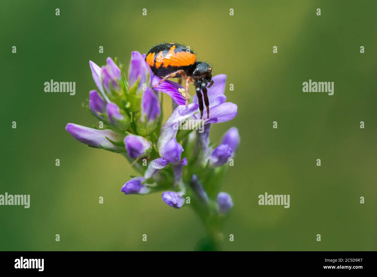 Araignée de crabe rouge, synema globosum, attendant une proie sur une fleur sauvage à Palencia, Espagne Banque D'Images