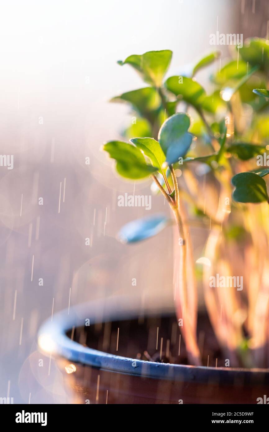 Gros plan de jeunes pousses/plantules vertes arugula sous la pluie gouttes au coucher du soleil, sélectif doux foyer, à l'extérieur. Jardinage, croissance dans le lit d'hôtel, summe Banque D'Images