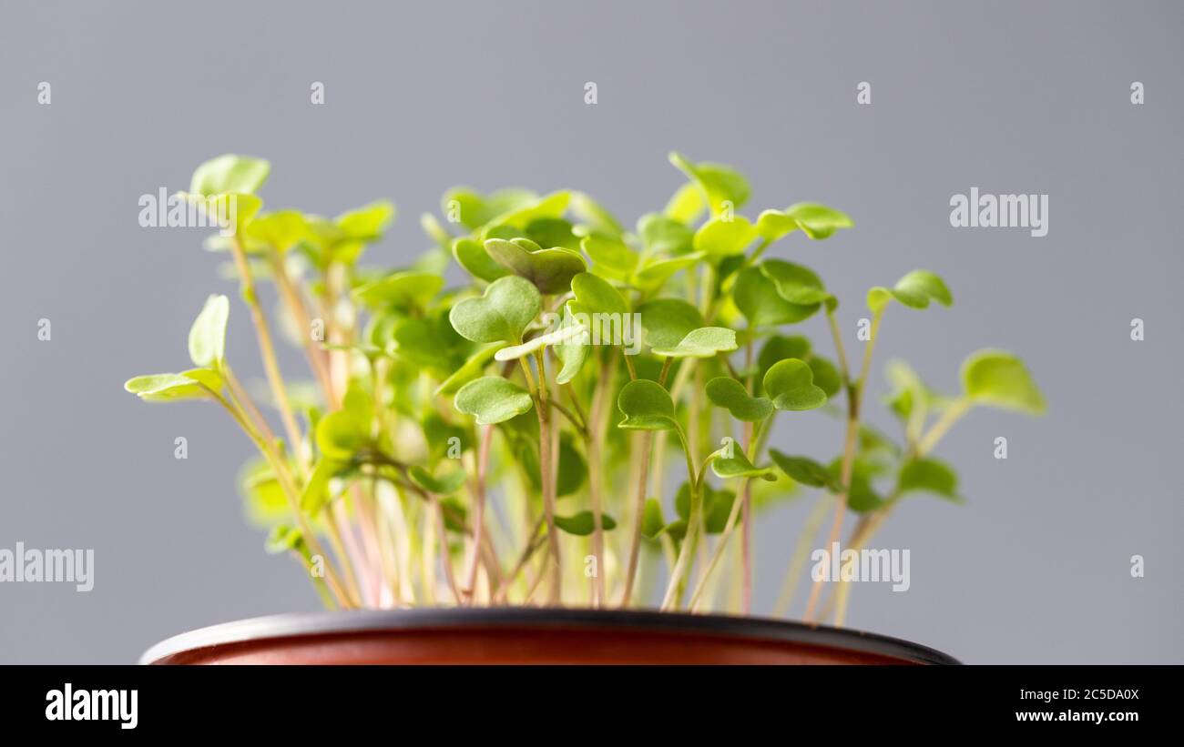 Jeunes pousses/plantules vertes arugula dans pot en plastique, foyer doux sélectif sur fond gris. Jardinage, croissance dans le lit d'appoint, plantation d'été. Nouveau li Banque D'Images