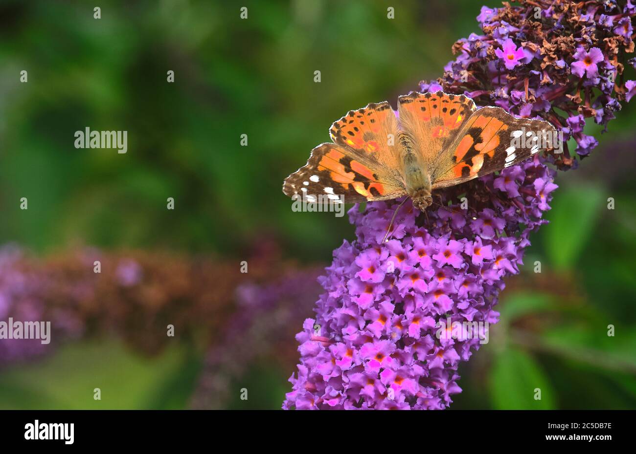 La dame peint se nourrissant de papillon sur Buddleia à Niddoynon. Banque D'Images