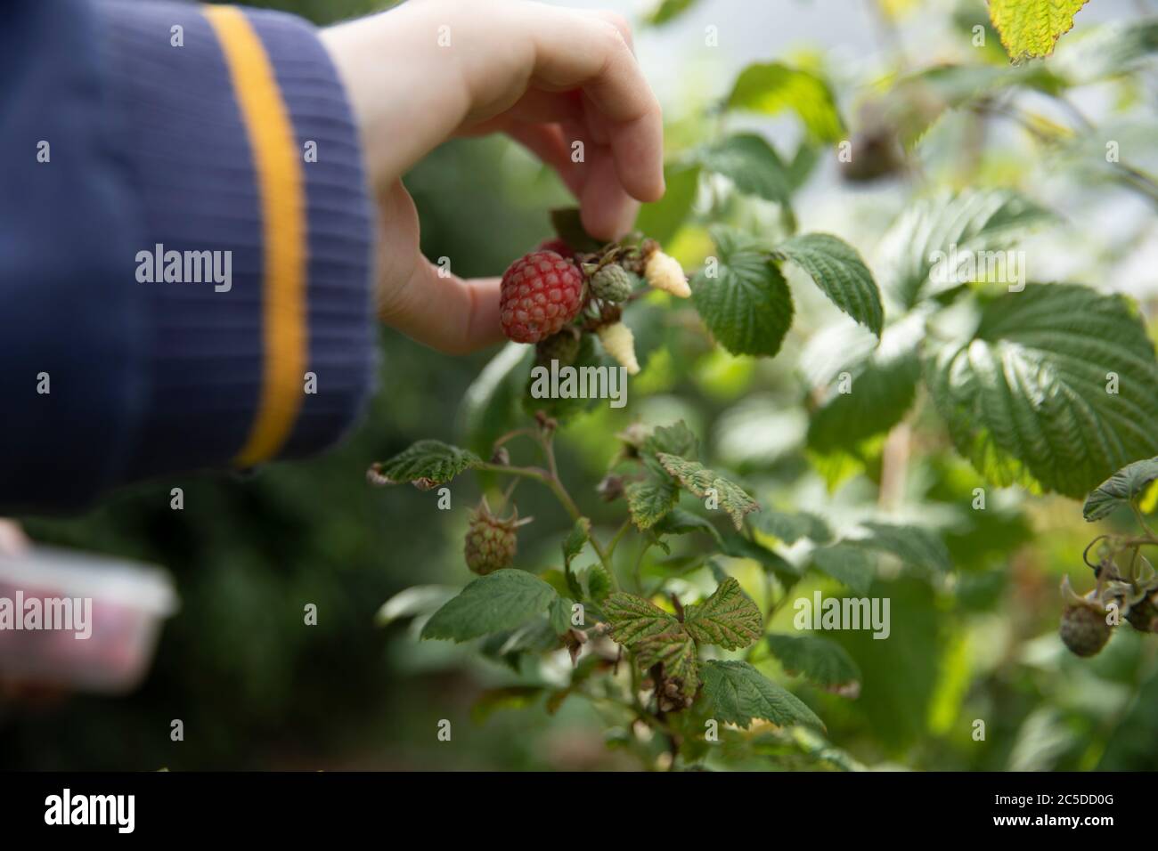 framboises Banque D'Images