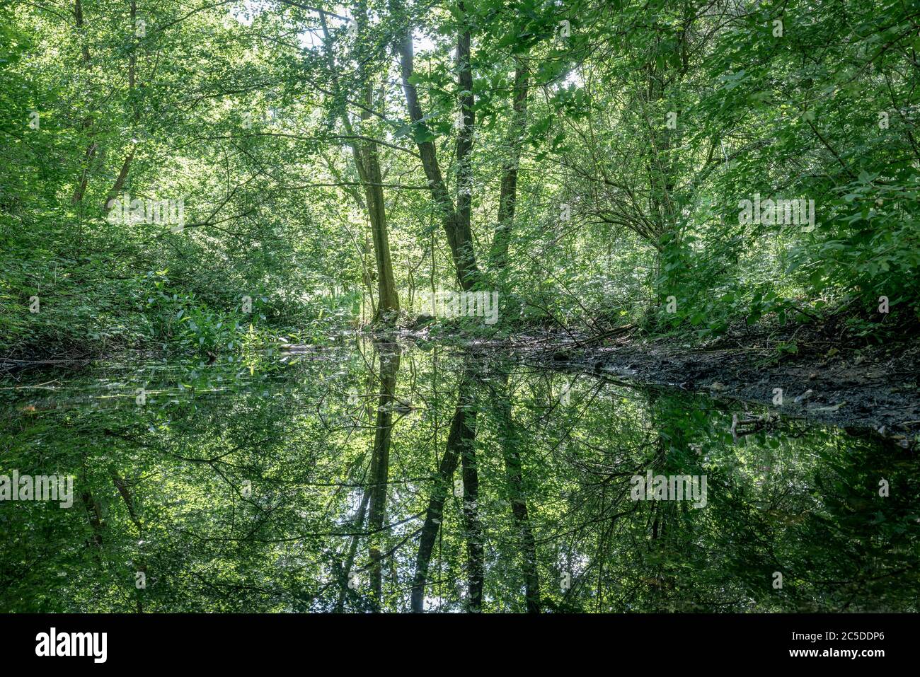 Un lac dans une forêt avec des réflexions des arbres sur la surface de l'eau au lac de Wutzsee à Lindow, Allemagne Banque D'Images