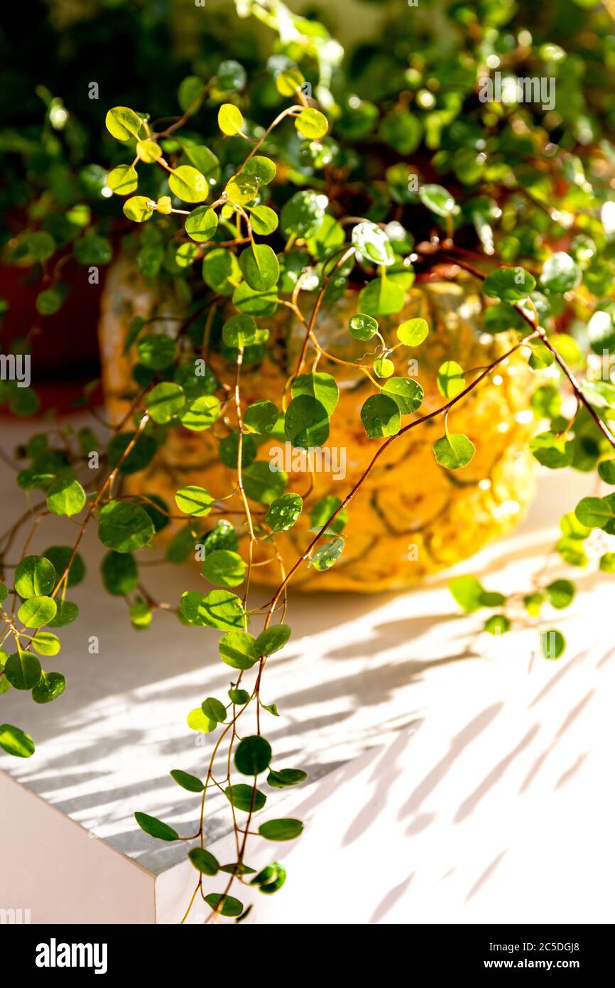 Plantez Muehlenbeckia dans un jardinière décorative après avoir été mouillés à l'aide d'un pistolet arrosoir sur la table éclairée par la lumière du soleil, entourée d'autres plantes d'intérieur. Banque D'Images