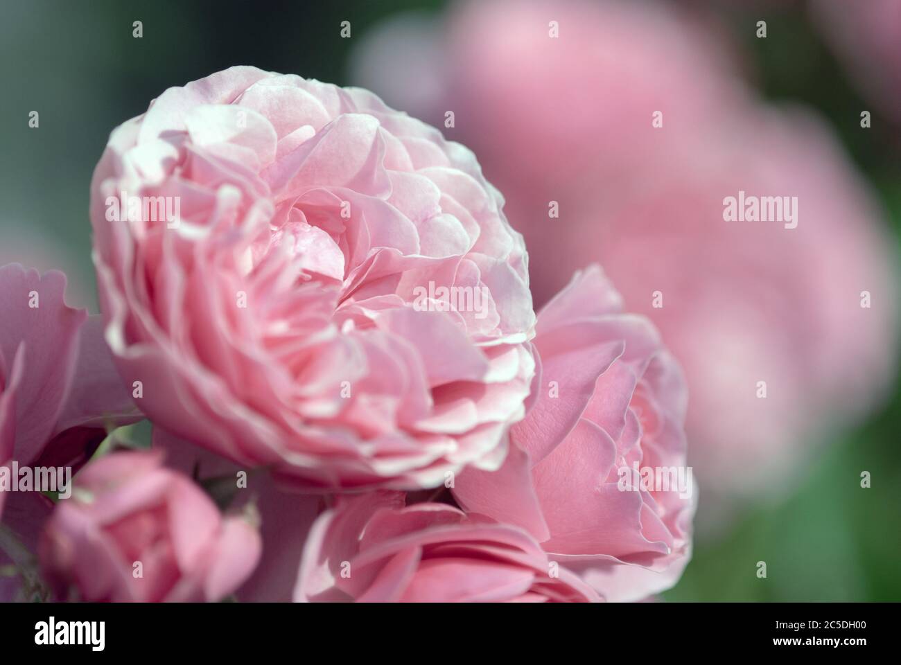 roses pivoines roses dans le jardin d'été de près Banque D'Images